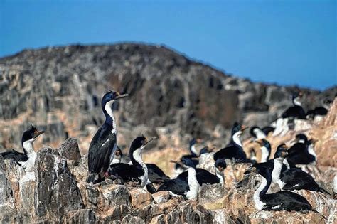 Estudian en Chubut a tres especies clave para el ecosistema marino del país