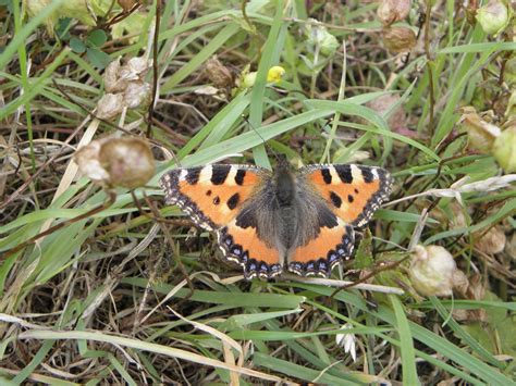 Ewelme Wildlife