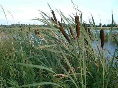 Grote Lisdodde Typha Latifolia Waterlelies Waterplanten Planten