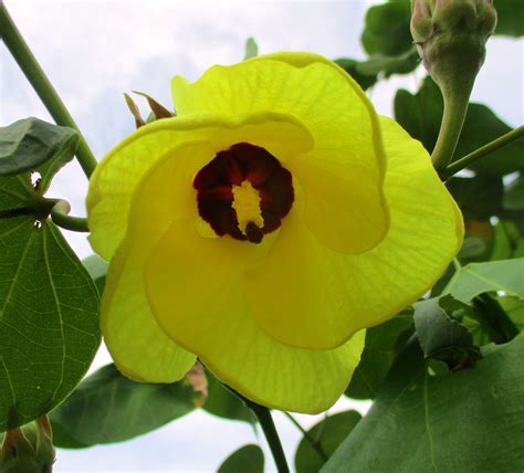 Sea hibiscus, Hibiscus tiliaceus – Flowers in Focus (now worldwide)