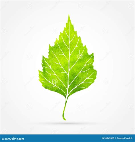 Leaf, watercolor design stock vector. Illustration of nature - 56243968