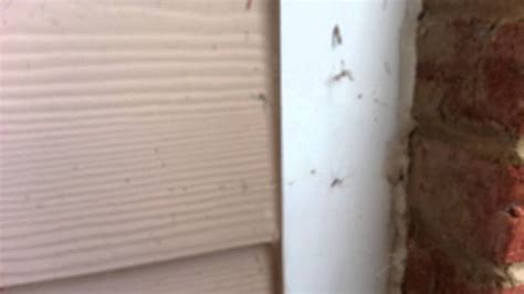 TWO SPIDERS HAVING SEX MUST WATCH YouTube