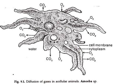 Gas Exchange In Various Animals Zoology