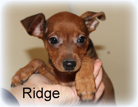 Miniature Pinscher Min Pin Puppies For Sale