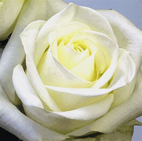 Роза Белый Медведь Фото И Описание — Фото Картинки