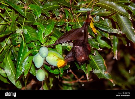Malaysia, Greater short-nosed fruit bat Stock Photo - Alamy