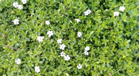 11 Amazing Benefits Of Water Hyssop For Skin Hair And Health Energyab