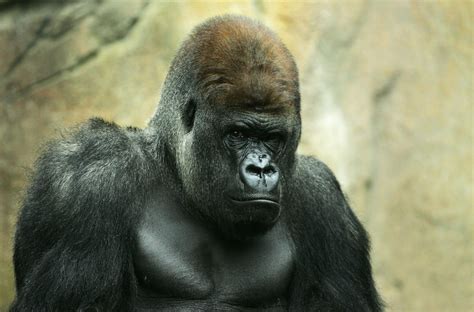 POLL — Gorilla vs. 100 humans. Who wins? Experts weigh in on viral
