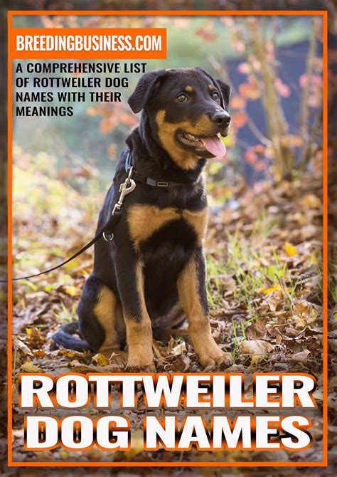 95+ Rottweiler Dog Names – Cool Rottie Names for Tough Puppies!