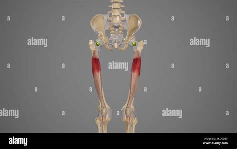 Vastus Intermedius Hi Res Stock Photography And Images Alamy