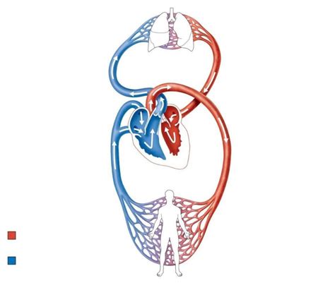 Circulatory (Cardiovascular System) Blood Flow Diagram Diagram | Quizlet