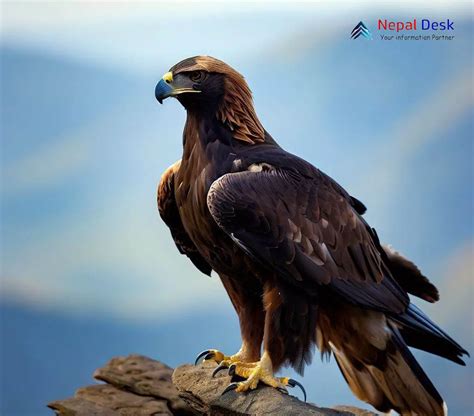 Golden Eagle Majestic Monarch Of The Skies Nepal Desk