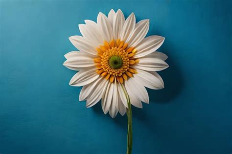 Premium Photo A White Daisy With Yellow Center And White Petals