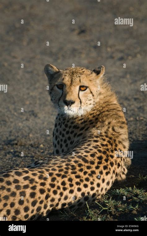 Cheetah Lying Down Stock Photo Alamy