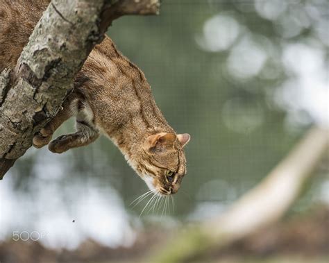 50 ideeën over B.C. : Rusty-Spotted Cat. | katten, wilde katten