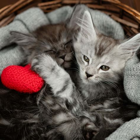Costco Is Selling a 'Warehouse-Themed' Cat Scratcher Complete with Its