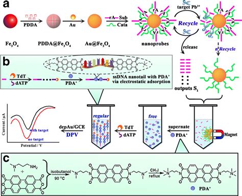 Electrochemical Lead II Biosensor By Using An Ion Dependent Split