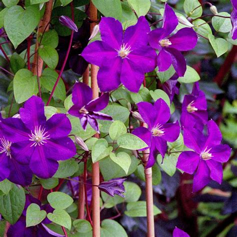 Клематисы | Любимые цветы