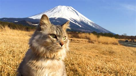 Кошка в горах - 95 фото