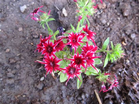 Флокс друммонда Галактика (69 фото) - фото - картинки и рисунки ...