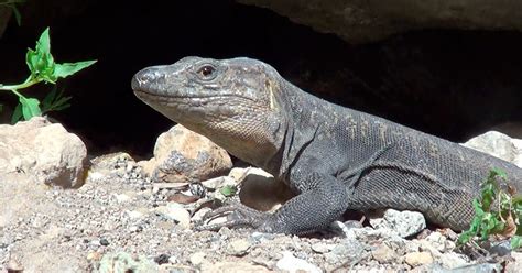 Reptiles de Canarias: Gallotia stehlini