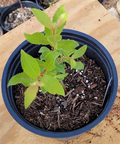 French Pink Pussy Willow Starter Plant Salix Caprea French Pink Etsy