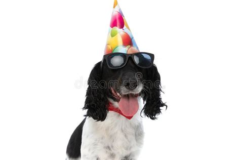 Happy Birthday English Springer Spaniel Stock Photos Free And Royalty