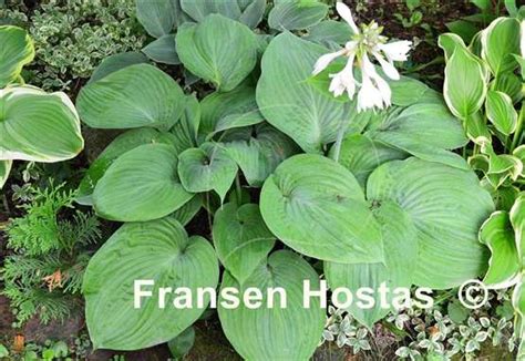 Hosta Fragrant Fh Collection 2024 Fransen Hostas