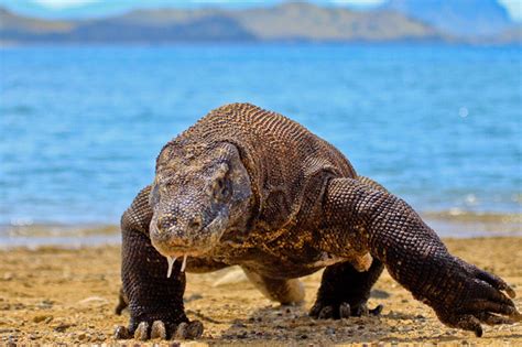 The Komodo Dragon | The Komodo dragon (Varanus komodoensis) … | Flickr