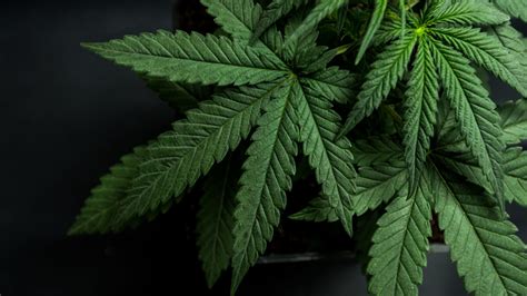 El Cannabis Medicinal En Espa A C Mo Quedar A Su Regulaci N