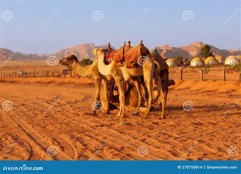 Cammelli E Accampamenti Nel Deserto Di Wadi Rum In Giordania Fotografia