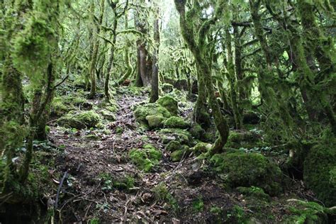 Самшитовый лес Абхазия (96 фото) - 96 фото