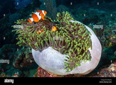 family  cute clownfish   home anemone   tropical coral