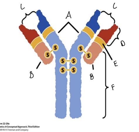 Lab 11 (Evaluation of antigen antibody reaction using ELISA) Flashcards ...