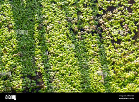 Common Duckweed Duckweed Lesser Duckweed Natural Green Duckweed