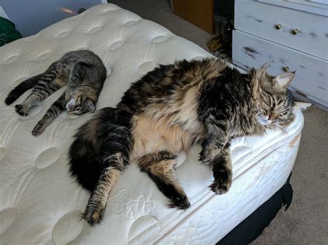 Maine Coon Cat Compared to Human: Exploring the Size Difference