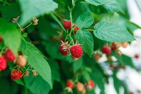 Les Vertus De La Tisane De Feuille De Framboisier