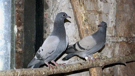 Skewed Sex Ratios Induce Same Sex Behaviour In Pigeons The Hindu