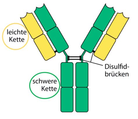 B Zellen humorale Immunität Karteikarten Quizlet