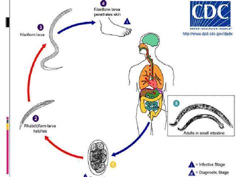 Common Helminthiasis General Features The Helminths Are