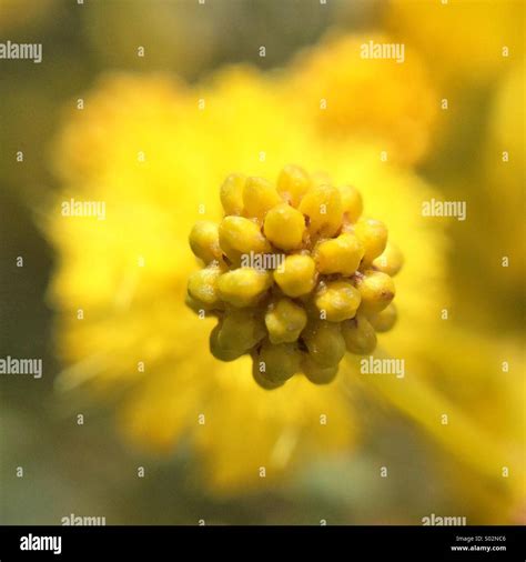 Mimosa Wattle Hi Res Stock Photography And Images Alamy