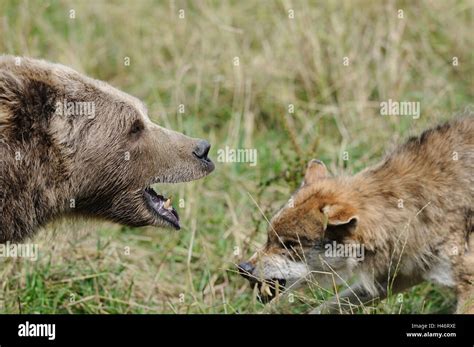 European Brown Bear Ursus Arctos Arctos Wolf Canis Lupus Portrait