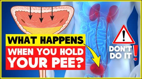 What Happens When You Hold Your Peeis It Bad To Hold Your Urine