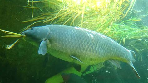 Big Siamese Carp Underwater Stock Footage Video 4056235 Shutterstock