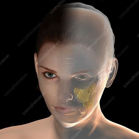 Skin Aging Illustration Stock Image C0458379 Science Photo Library