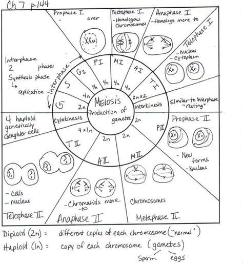 Cell Cycle Drawing Worksheet At Getdrawings Free Download