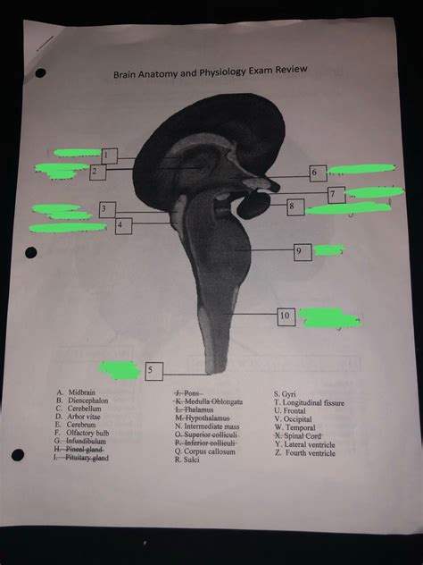 Brain Stem Diagram | Quizlet