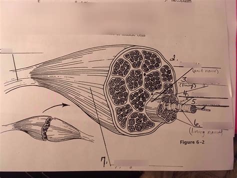 Microscopic Anatomy Of Skeletal Muscles Diagram Quizlet