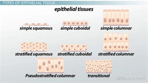 Epithelial Tissues Simple Diagram Quizlet