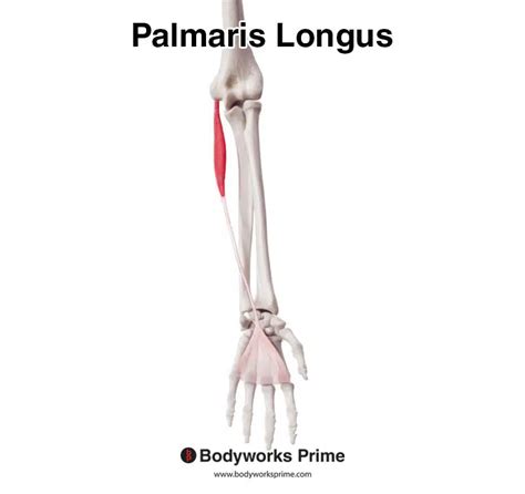 Palmaris Longus Muscle Anatomy Bodyworks Prime